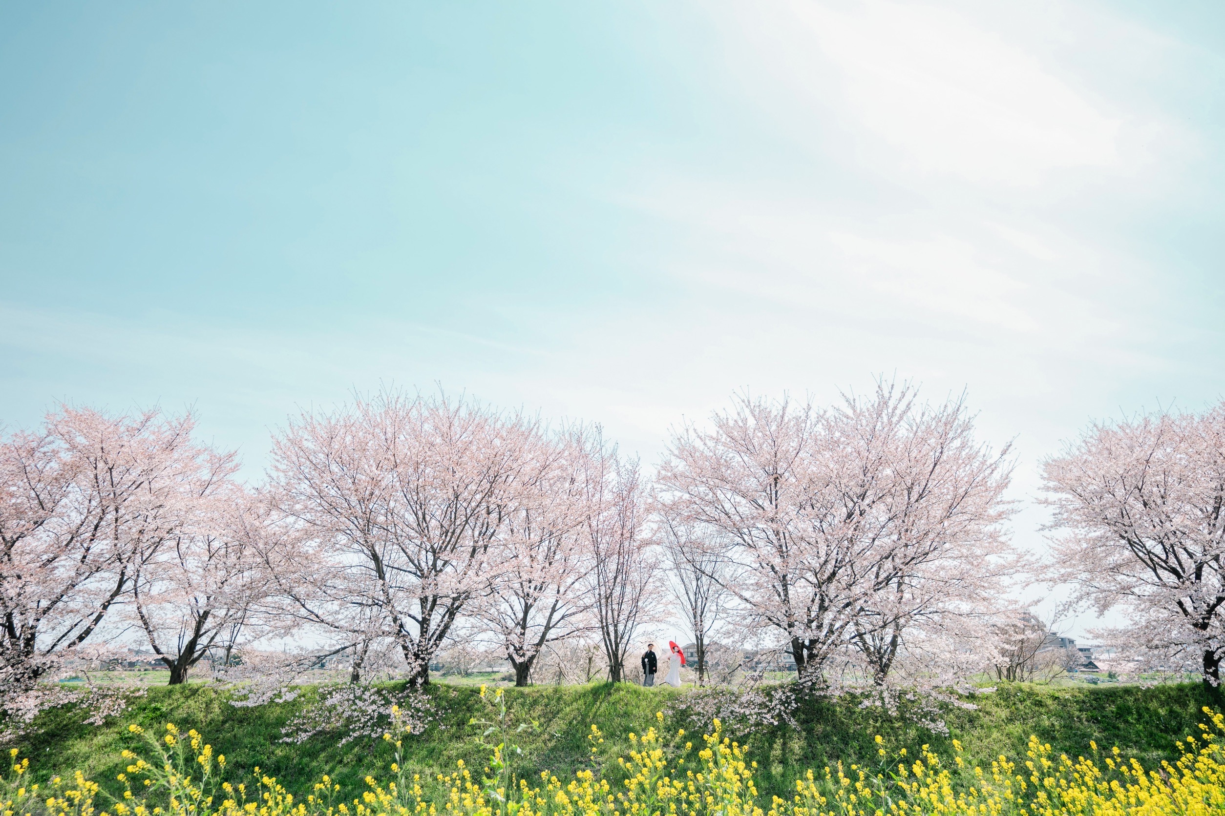 桜並木で前撮り