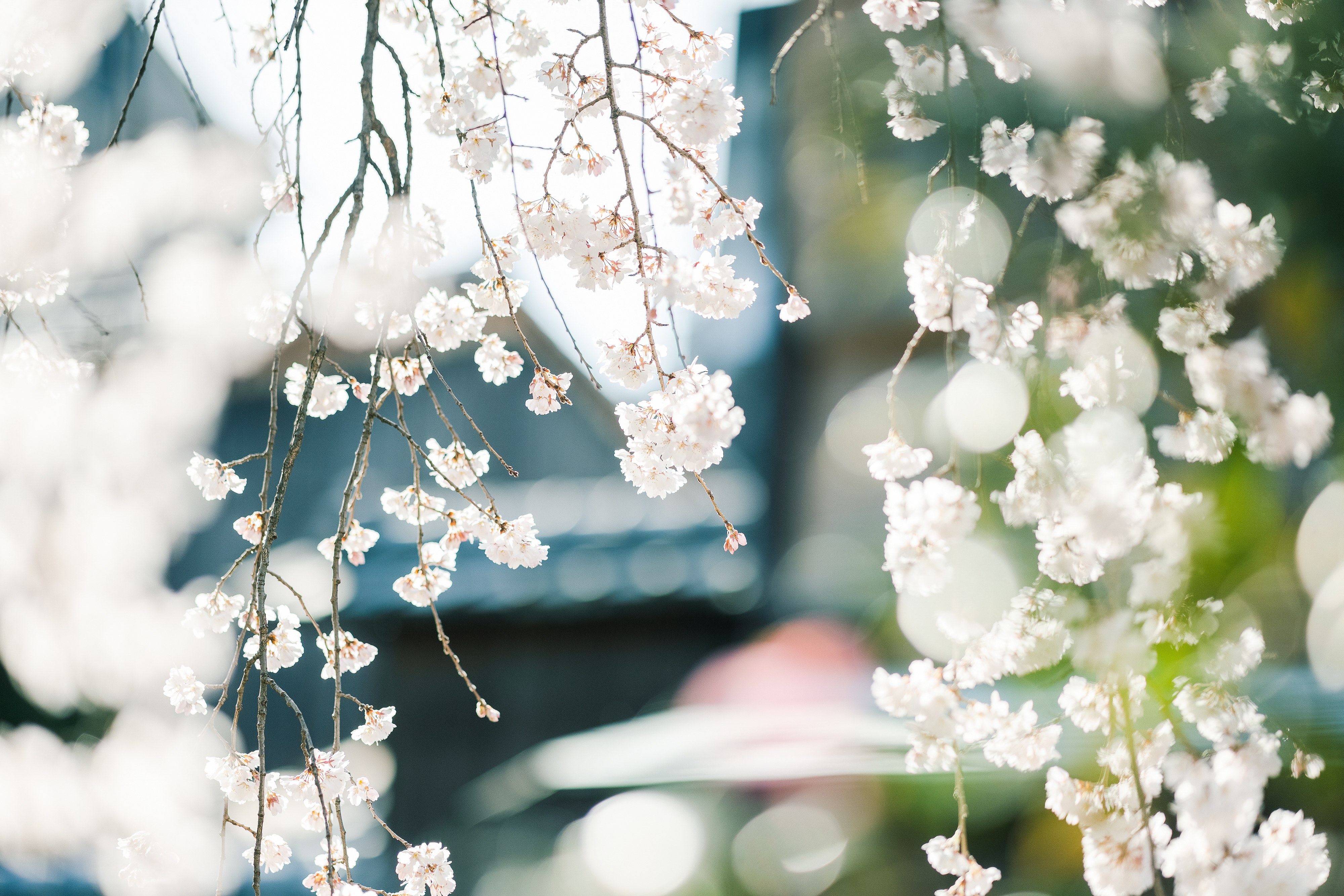 京都桜